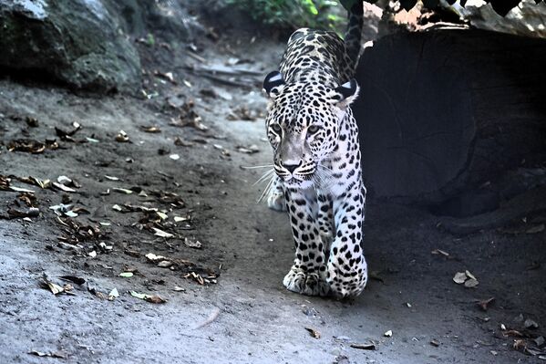  Sa više od 400.000 posetilaca godišnje, Beo zoo vrt je i jedna od najposećenijih atrakcija u Beogradu - Sputnik Srbija