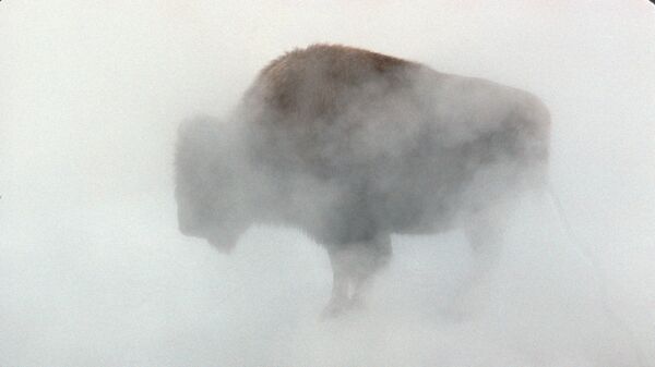 bizon - Sputnik Srbija