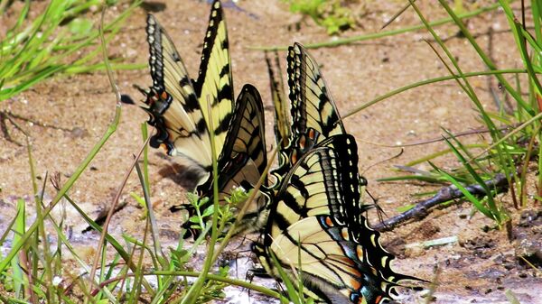 Лептири у мочвари - Sputnik Србија