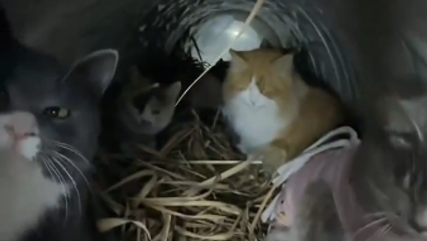  - Sputnik Србија