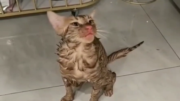 Купање без питања: Мачка преживела веш-машину /видео/