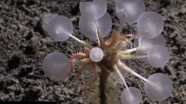 Месождерски сунђер  - Sputnik Србија