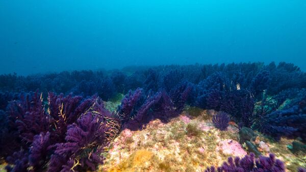 морско дно - Sputnik Србија