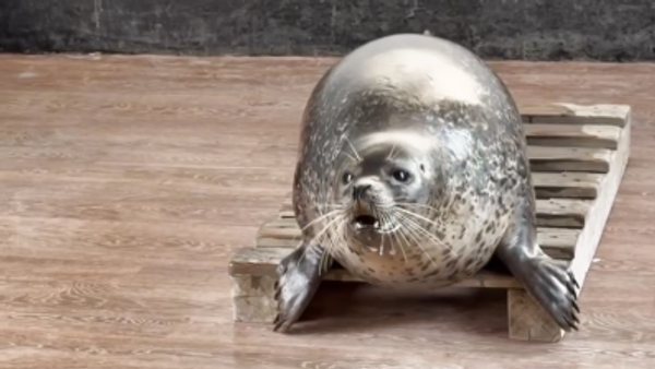 Raspevana foka - Sputnik Srbija