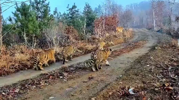 Амурски тигар - Sputnik Србија