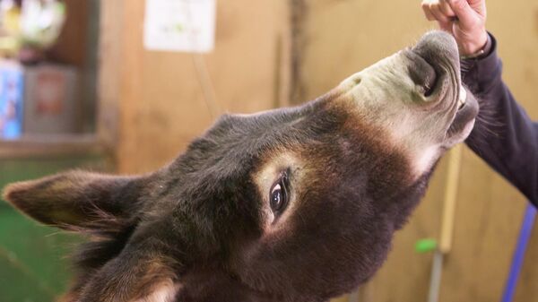 magarac - Sputnik Srbija