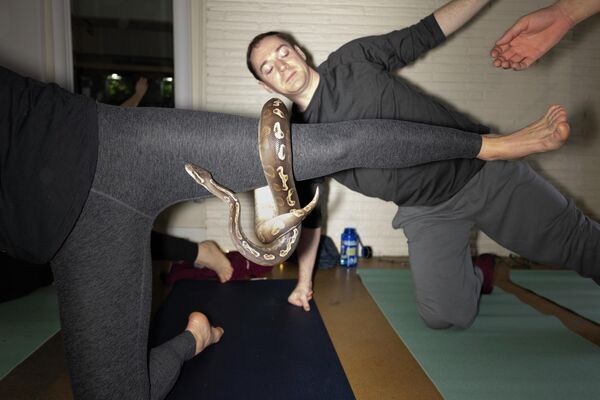 Људи на часу су одушевљени тропским неотровним змијама. - Sputnik Србија