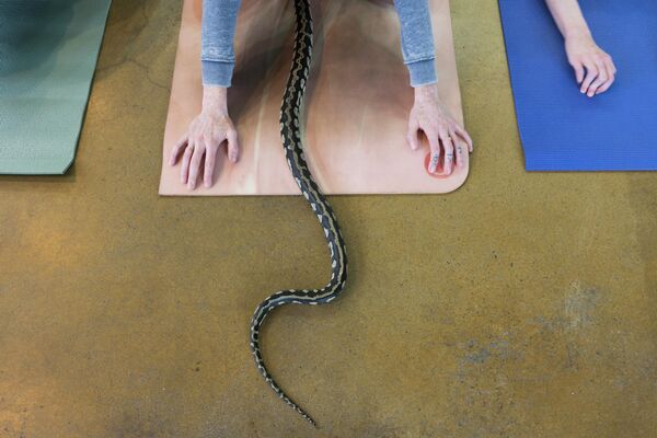 Змија такође вежба. - Sputnik Србија