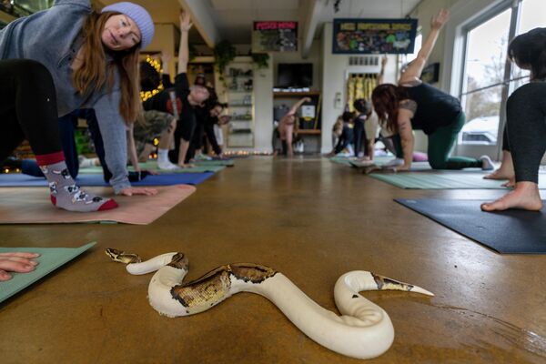 Змијом по имену „Сморес“ је покупила све симпатије. - Sputnik Србија