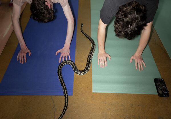 Јога је за змије „исцрпљујућа“. - Sputnik Србија