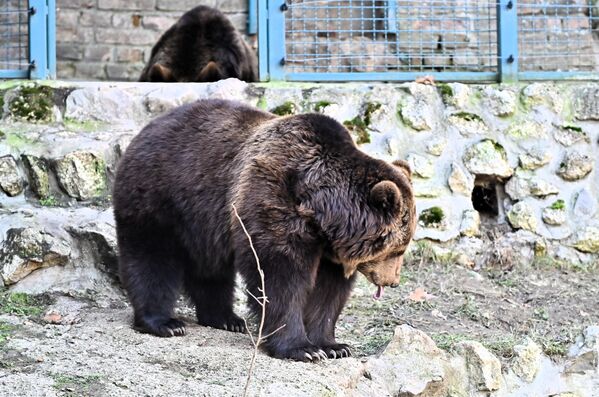 Ове три нове Бограђанке још увек немају имена, па свако може да буде кум. Предлоге имена можете слати на званичан профил на *Инстаграм профилу Зоолошког врта и Београдске хронике - Sputnik Србија