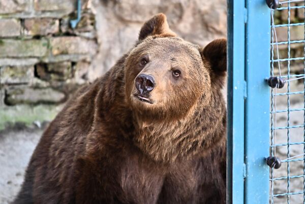 Нове становнице Бео зоо врта су три мрке медведице-три сестре које су у Београд стигле из  прихватилишта за медведе у Мађарској  - Sputnik Србија