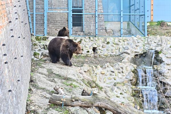 Транспорт медведица из Мађарске трајао је три дана. Сваког дана стизала је по једна, уз одговарајућу ветеринарску и здравствену документацију. - Sputnik Србија