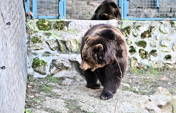 Иако су у питању три сестре, већ на први поглед делује да имају различите карактере. Па је тако једна од њих расположенија за истраживање околине - Sputnik Србија