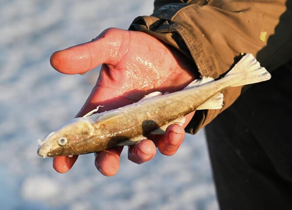 Navaga koju je ulovio učesnik. - Sputnik Srbija