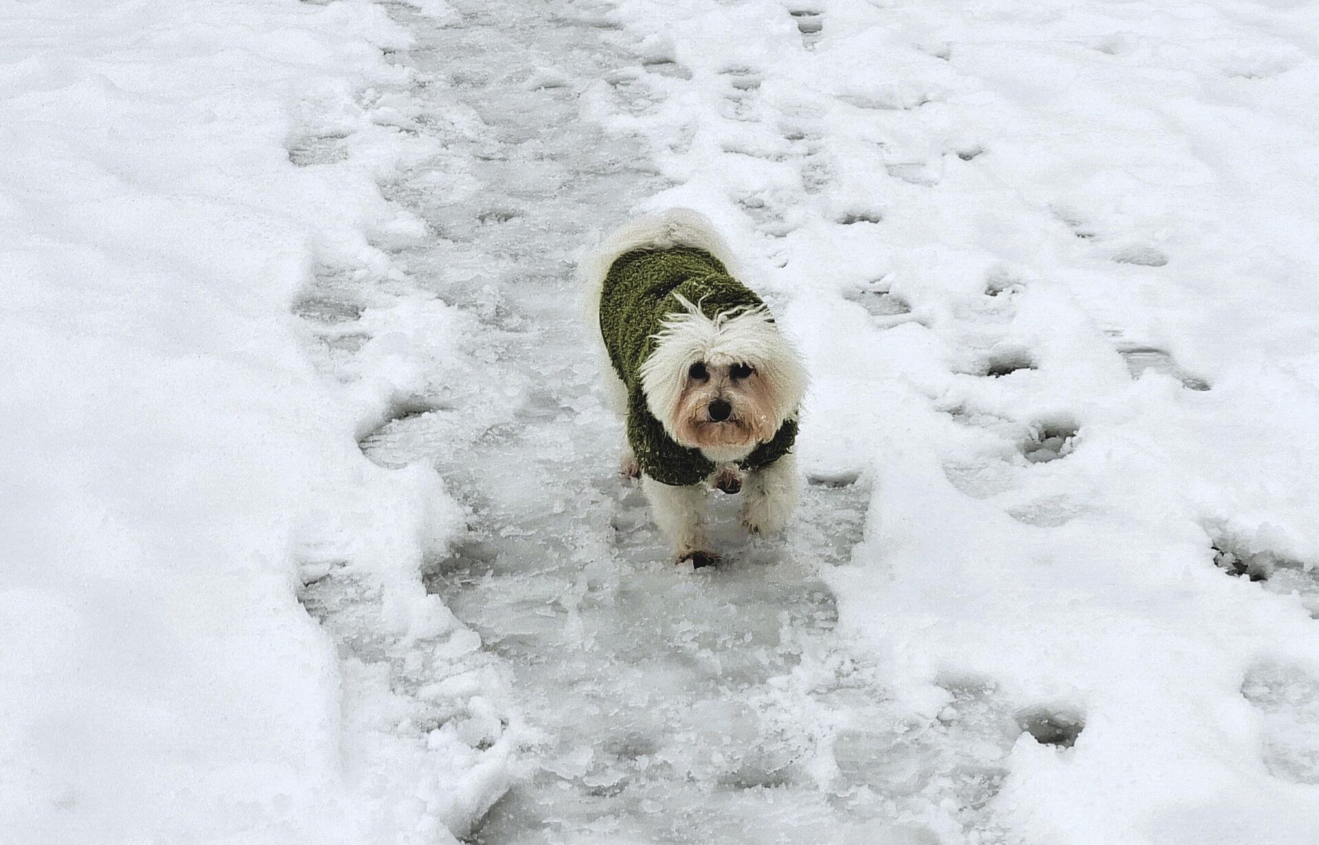 Mali psić obučen u zimski džemper Mali psić obučen u zimski džemper - Sputnik Srbija, 1920, 08.01.2026