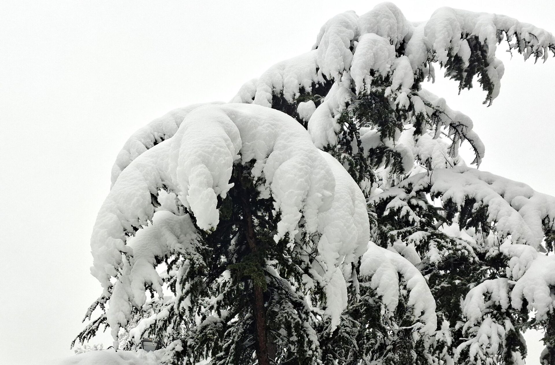 Sneg Sneg - Sputnik Srbija, 1920, 08.01.2026