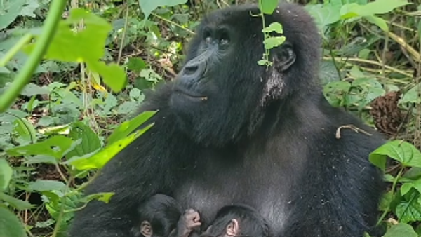 Горила - Sputnik Србија