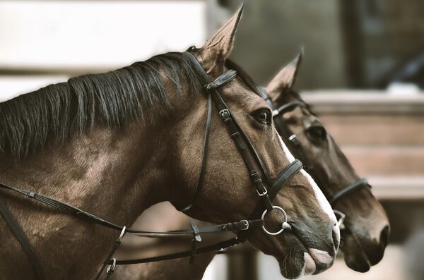 И тако су у јесен 1892 године, улицама наше престонице прошла необична кола у којима су се возили путници. Био је то први београдски трамвај. За разлику од данашњих, необична кола, помало налик на кочију, вукао је  пар штајерских коња.  - Sputnik Србија