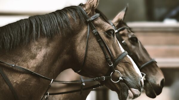 Београд пре више од једног века: Доба када су аустријски коњи вукли необична кола