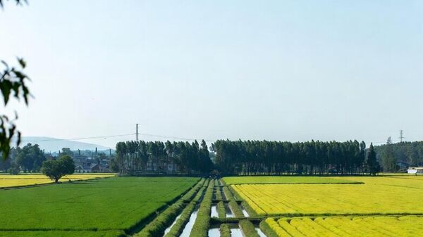 navodnjavanje - Sputnik Srbija