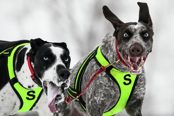 Пси у трци санкама. - Sputnik Србија