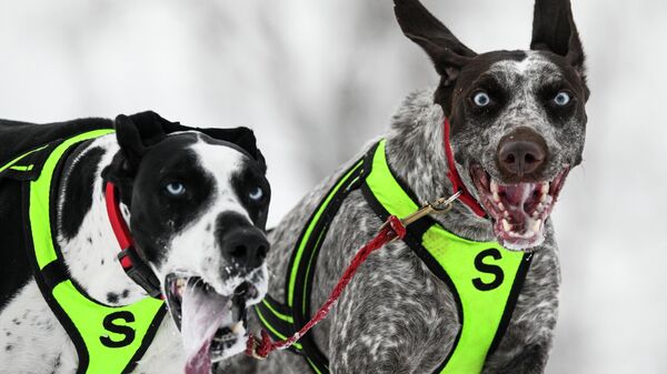 Снежне куце: Трка запрега са псима /фото/