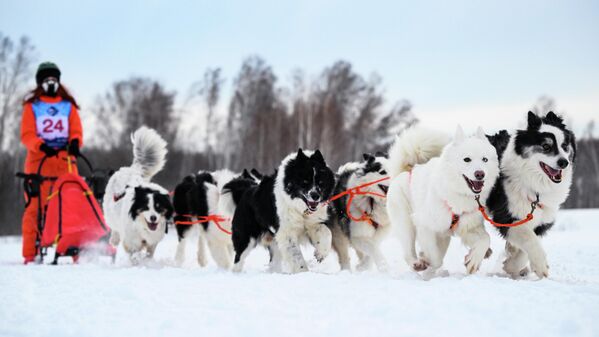 Спортисткиња са псећом запрегом такмичи се на Божићној трци. - Sputnik Србија
