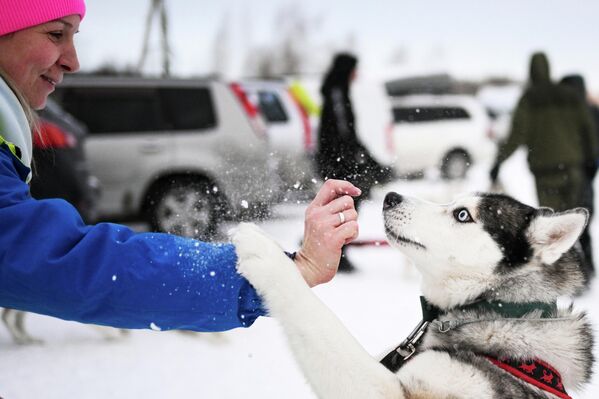 Хаски се игра са својом власницом пре такмичења. - Sputnik Србија