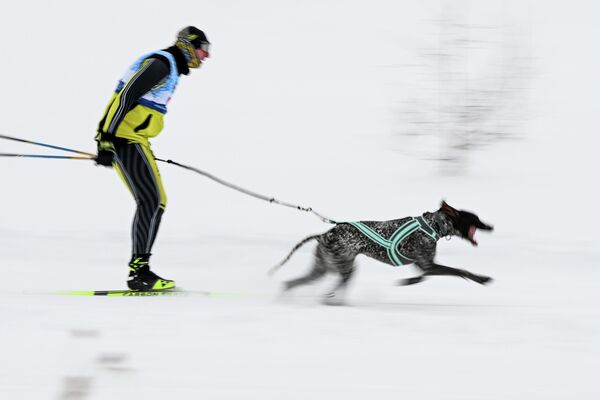 Скијаш и пас ухваћени у правом тренутку. - Sputnik Србија
