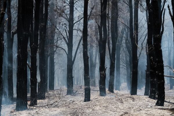 Високи аргентински званичник Мануел Адорни рекао је данас да је 295 ватрогасаца распоређено у операцију гашења пожара, укључујући 15 ваздушних јединица, ватрогасна возила и логистичку подршку Оружаних снага. - Sputnik Србија