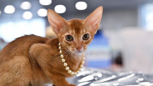 Abisinska mačka - Sputnik Srbija