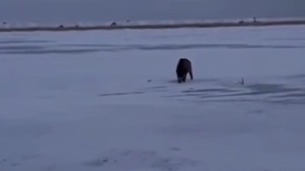 Епска крађа: Дивљи вепар опљачкао рибаре /видео/