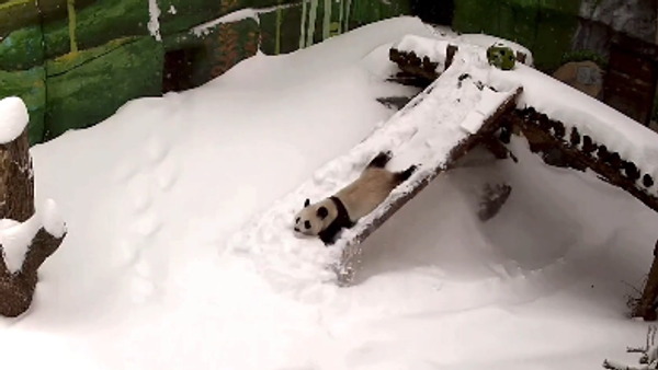 Панда Каћуша и игре на снегу /видео/