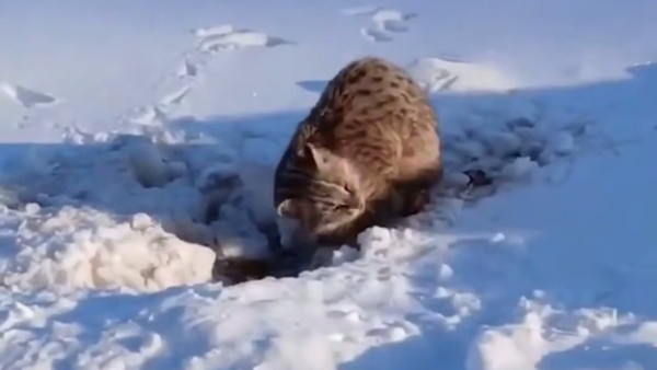 Дивља мачка - Sputnik Србија