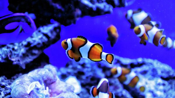 Животиње које мењају пол