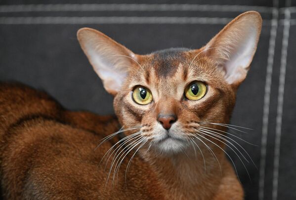 Мачка шампион је освојила 19.726 поена. - Sputnik Србија