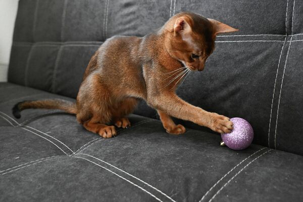 Дарлин Флер Далмор Блек је победила чак 1.500 других мачака из разних земаља. - Sputnik Србија