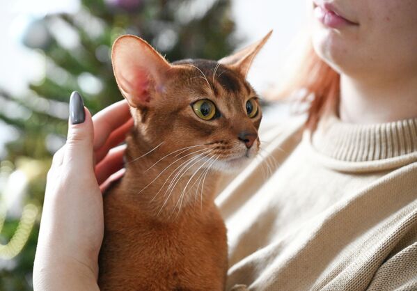 Победничка мачка стара је две године. - Sputnik Србија