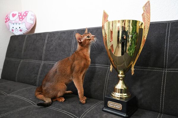 Најлепша мачка на свету са трофејем. - Sputnik Србија