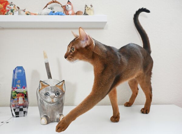 Абисинске мачке су средње величине, елегантног држања, снажних, гипких тела и дугих, витких ногу. Имају малу главу и велике очи у облику бадема. - Sputnik Србија