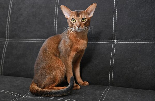Кратка, приљубљена длака абисинске мачке има препознатљив „тачкаст” изглед узрокован шарама на свакој длаци. - Sputnik Србија