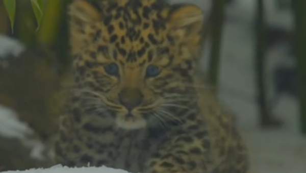  - Sputnik Србија