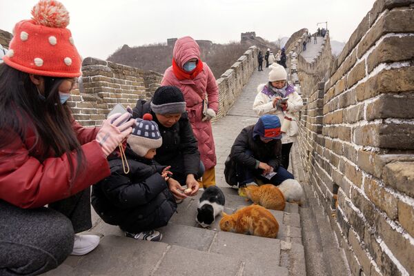 На њему су настањене мачке, које туристи често, током шетње, застану да нахране  - Sputnik Србија