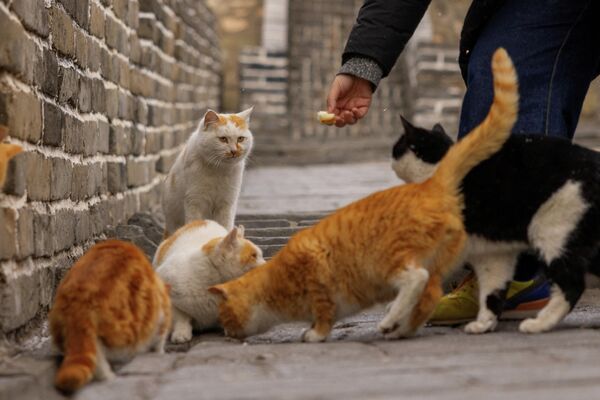 Са њима се неретко и фотографишу - Sputnik Србија