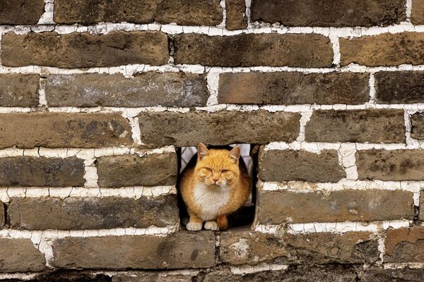 Мачке су пронашле заклон од ветра - Sputnik Србија