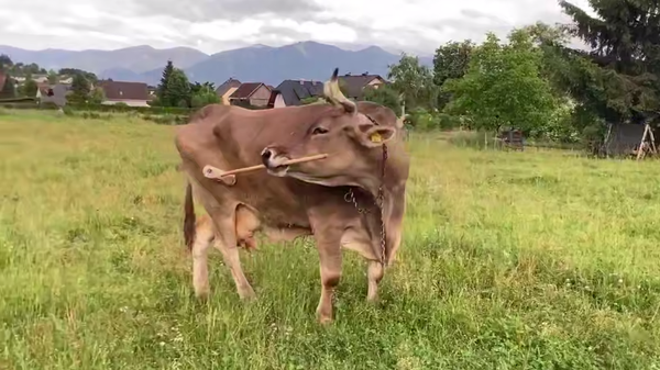 Krava - Sputnik Srbija