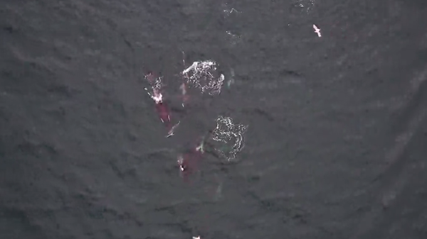 Јединствен призор на пацифичкој обали - Sputnik Србија