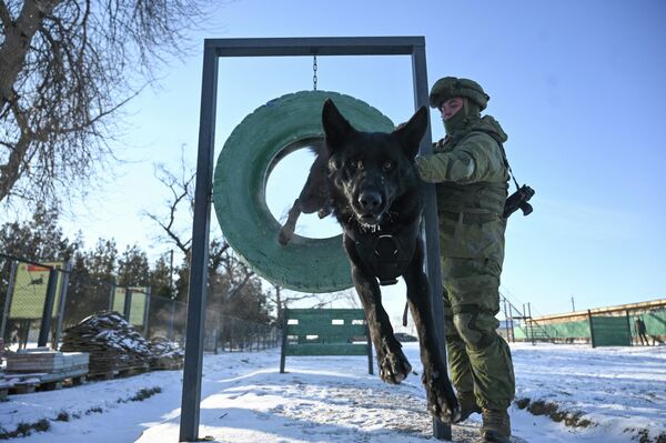 Psi su verni pratioci vojnicima u mirnodopskim uslovima i dragoceni saradnici na frontu. - Sputnik Srbija