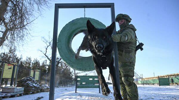 Военнослужащий инженерно-саперного соединения ЮВО проводит занятие с собакой - Sputnik Србија